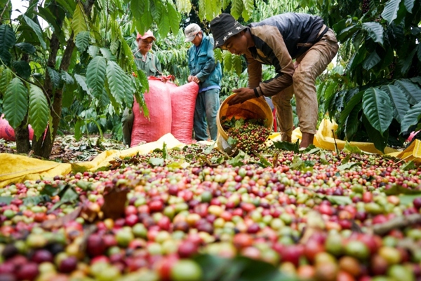 Giá cà phê hôm nay 14/2: Kon Tum và Gia Lai tăng cao nhất, cà phê trong nước áp sát mốc 32 triệu đồng/tấn - Ảnh 1
