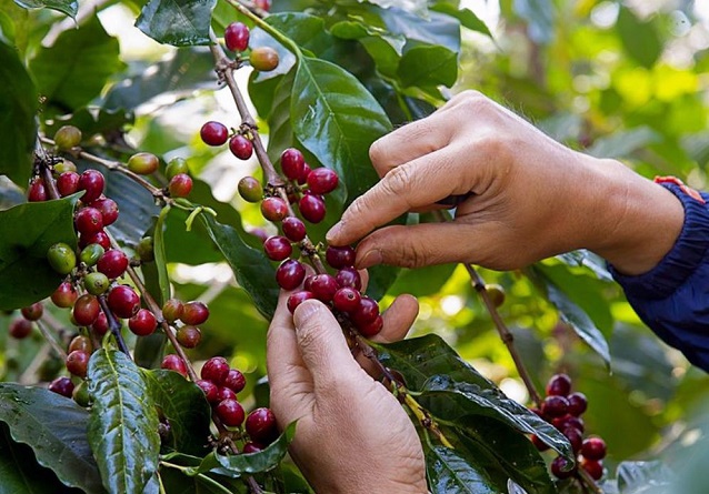 Giá cà phê hôm nay 15/2: Cao nhất tại Đắk Lắk 31.900 đồng/kg, cà phê tồn trong dân ở mức cao - Ảnh 1