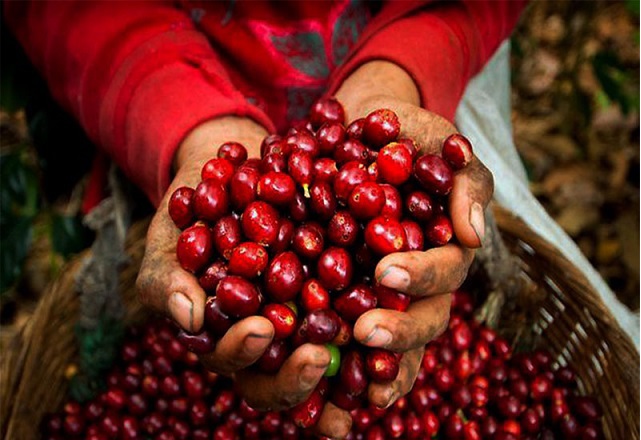 Giá cà phê hôm nay 16/1: Robusta tăng cao nhất từ đầu năm, trong nước đồng loạt vượt mốc 32 triệu đồng/tấn - Ảnh 1