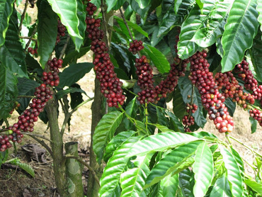 Giá cà phê hôm nay 16/11: Cà phê Robusta tăng "chóng mặt", kỳ vọng trong nước vượt mốc 34 triệu đồng/tấn - Ảnh 1