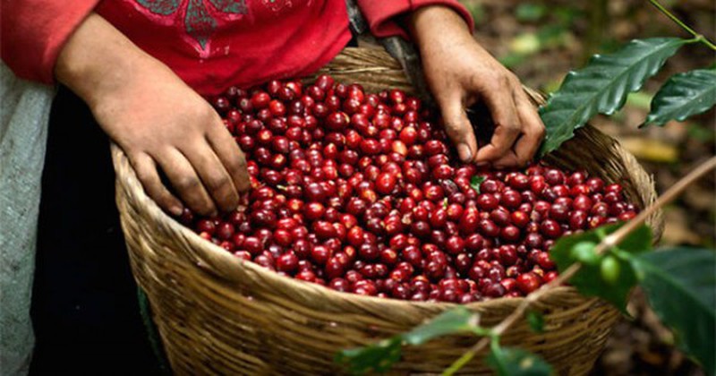 Giá cà phê hôm nay 19/2: Arabica bật tăng mạnh, trong nước cán mốc 32 triệu đồng/tấn - Ảnh 1
