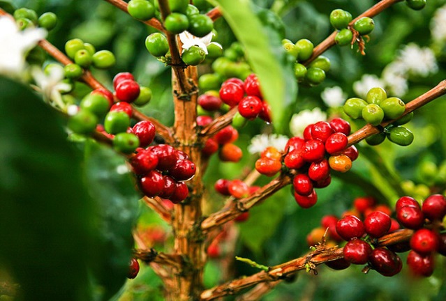 Giá cà phê hôm nay 19/3: Đồng loạt giảm mạnh, nông dân bán cà phê để trữ tiêu - Ảnh 1