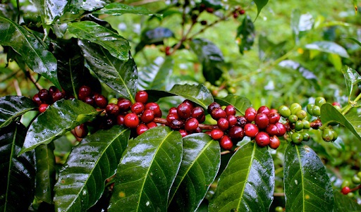 Giá cà phê hôm nay 22/1: Arabica tăng vọt, dự báo dư cung kéo Robusta xuống mốc 1.330 USD/tấn - Ảnh 1