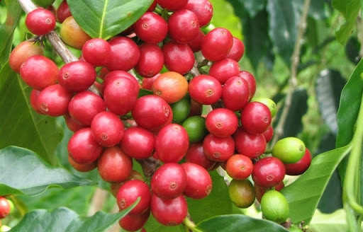 Giá cà phê hôm nay 23/2: Giá cà phê tăng sốc, Robusta vượt mốc 1.400 USD/tấn - Ảnh 1