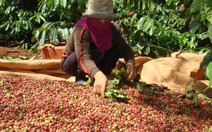 Giá cà phê hôm nay 25/1: Triển vọng cho Robusta trong xu hướng giảm chung của thị trường - Ảnh 1