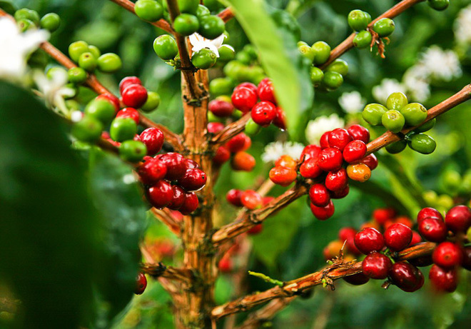 Giá cà phê hôm nay 25/2: Robusta tiếp tục tăng, trong nước cán mốc 33 triệu đồng/tấn - Ảnh 1