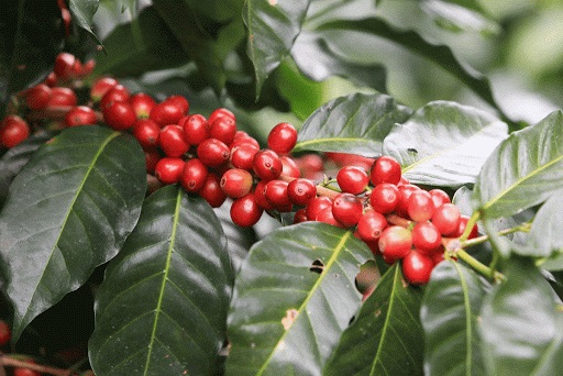 Giá cà phê hôm nay 26/1: Trung bình 31 triệu đồng/tấn, Robusta vụ mới vẫn khó xuất khẩu - Ảnh 1