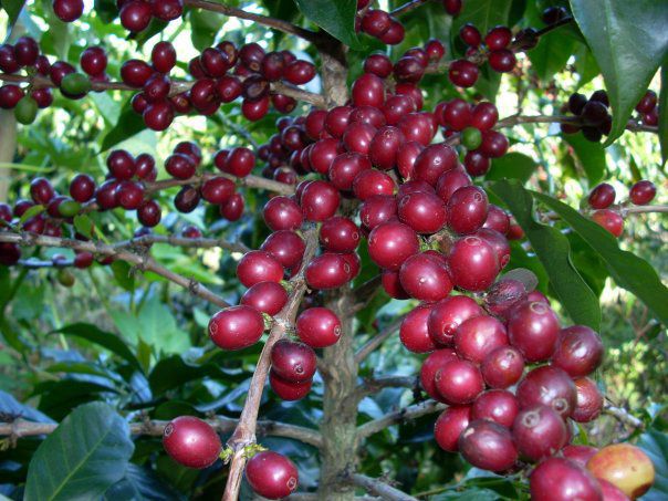 Giá cà phê hôm nay 27/11: Cà phê Robusta tăng vọt, trong nước cùng vượt mốc 33 triệu đồng/tấn - Ảnh 1