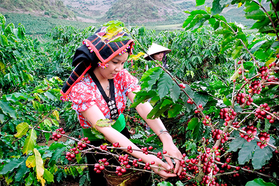 Giá cà phê hôm nay 27/2: Dứt chuỗi tăng ấn tượng, Robusta vẫn trên đỉnh, trong nước còn mốc 33.000 đồng/kg - Ảnh 1