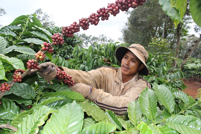 Giá cà phê hôm nay 29/12: Xuất khẩu giảm do vận tải, vụ mới tại Việt Nam thu hoạch được 70% - Ảnh 1