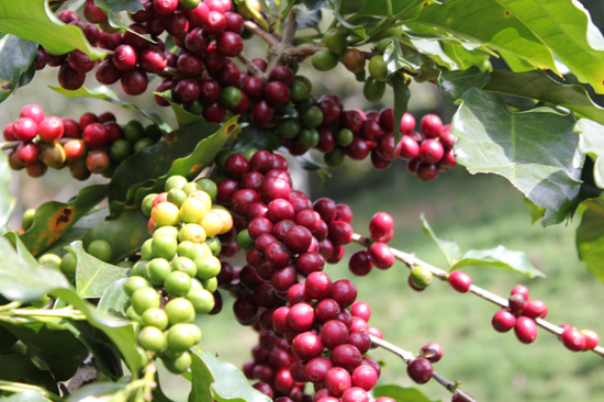 Giá cà phê hôm nay 31/1: Xuất khẩu giảm giúp giá Robusta tăng nhẹ - Ảnh 1