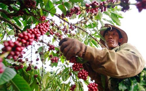 Giá cà phê hôm nay 4/1: Cơ hội và thách thức cho Robusta, doanh nghiệp chuyển hướng khi xuất khẩu gặp khó - Ảnh 1