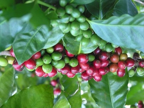 Giá cà phê hôm nay 5/2: Robusta ở mức cao nhất 2 tuần qua, trong nước vượt mốc 32 triệu đồng/tấn - Ảnh 1