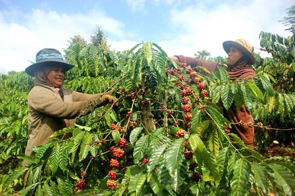 Giá cà phê hôm nay 6/2: Arabica tiếp đà tăng, xuất khẩu cà phê tháng 1/2021 giảm mạnh - Ảnh 1