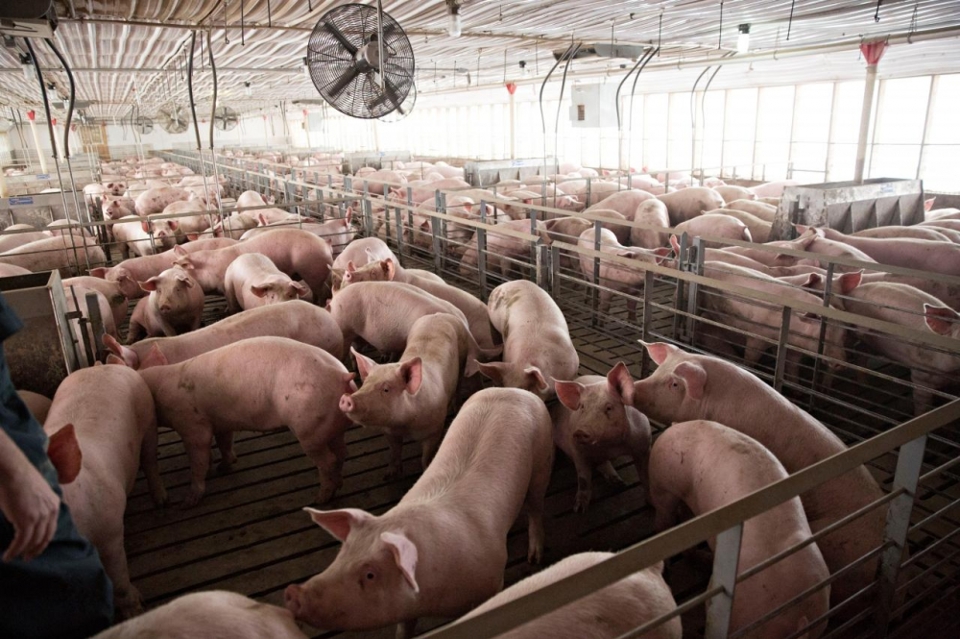 Giá lợn hơi hôm nay 13/12: Dao động từ 67.000 - 72.000 đồng/kg - Ảnh 1