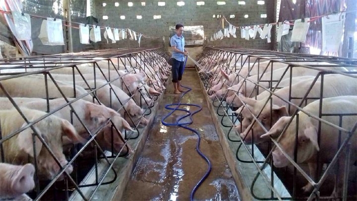 Giá lợn hơi hôm nay 12/12: Tiếp tục tăng từ 1.000 - 5.000 đồng/kg - Ảnh 1