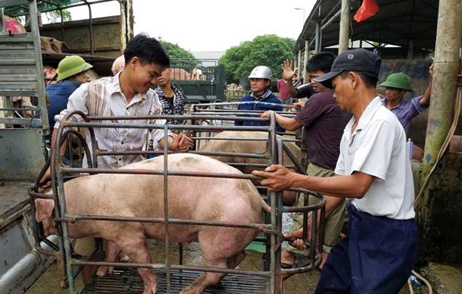 Giá lợn hơi hôm nay 17/3/2021: Biến động nhẹ, cao nhất 77.000 đồng/kg - Ảnh 1