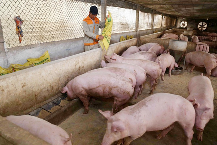 Giá lợn hơi hôm nay 20/2/2021: Tiếp tục giảm, thấp nhất 74.000 đồng/kg - Ảnh 1