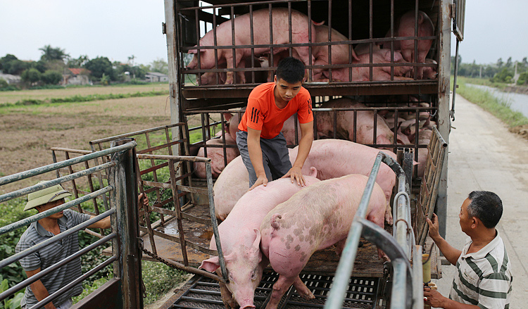 Giá lợn hơi hôm nay 21/12: Có nơi tăng 1.000 - 2.000 đồng/kg - Ảnh 1