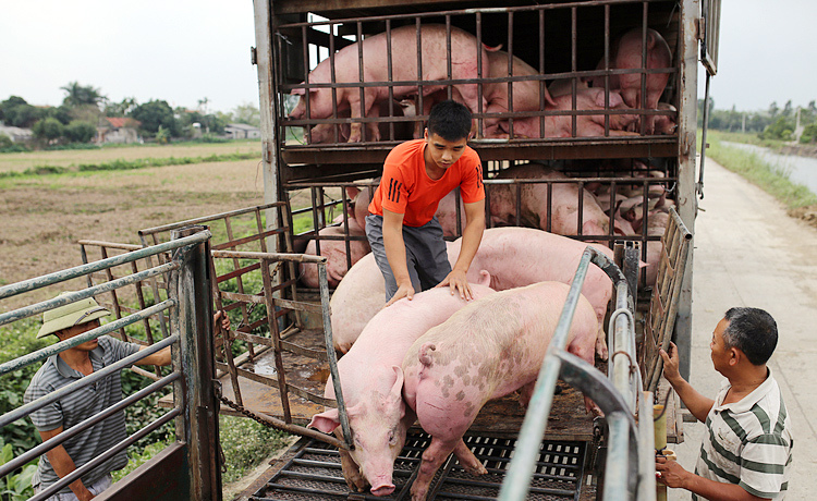 Giá lợn hơi hôm nay 23/3/2021: Tiếp tục giảm, thấp nhất 70.000 đồng/kg - Ảnh 1