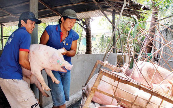 Giá lợn hơi hôm nay 25/3/2021: Dao động từ 70.000 - 77.000 đồng/kg - Ảnh 1