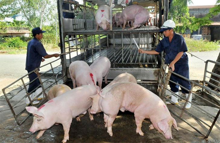Giá lợn hơi hôm nay 27/2/2021: 2 miền Bắc - Nam tiếp tục giảm - Ảnh 1