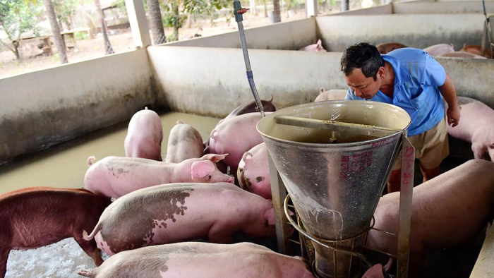 Giá lợn hơi hôm nay 28/1/2021: Miền Bắc - Trung tiếp tục giảm, miền Nam tăng 1.000 - 2.000 đồng/kg - Ảnh 1