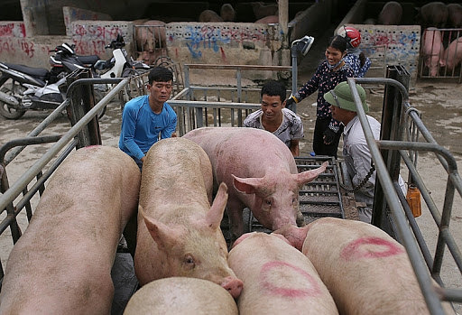 Giá lợn hơi hôm nay 5/1: Có nơi tăng 1.000 - 2.000 đồng/kg - Ảnh 1