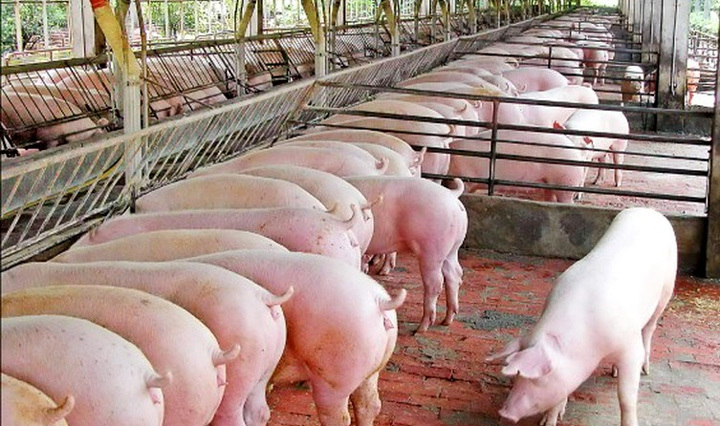 Giá lợn hơi hôm nay 8/11: Dao động từ 66.000 - 78.000 đồng/kg - Ảnh 1