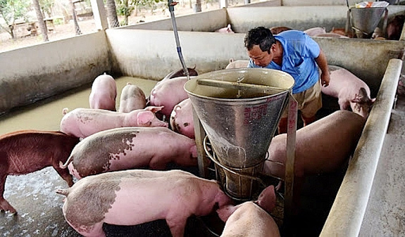 Giá lợn hơi hôm nay 8/3/2021: Biến động nhẹ, cao nhất đạt 78.000 đồng/kg - Ảnh 1