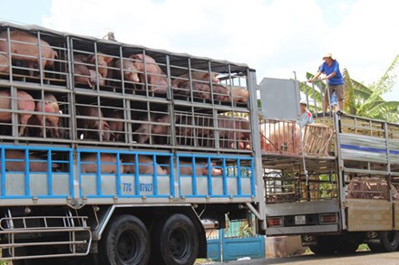 Giá lợn hơi “rơi không phanh”, nông dân lo mất Tết - Ảnh 1