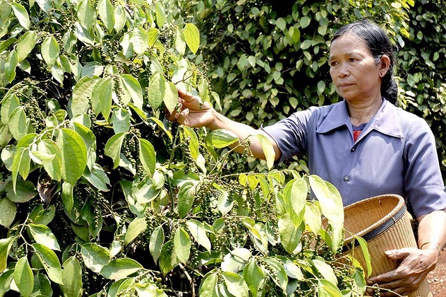 Giá tiêu hôm nay 16/1: Đồng loạt biến động nhẹ, nhà đầu cơ đang tung tiền gom hàng khi giá thấp - Ảnh 1