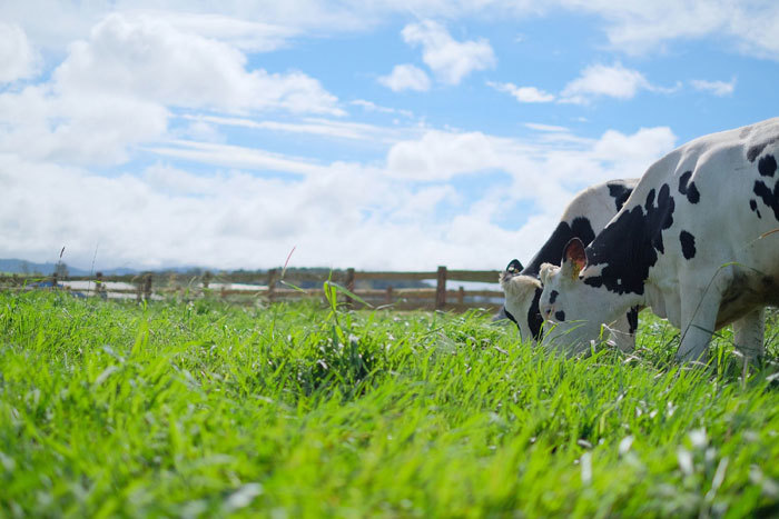 Organic - Xu hướng sống xanh khởi nguồn từ ly sữa hữu cơ tươi ngon thuần khiết - Ảnh 3
