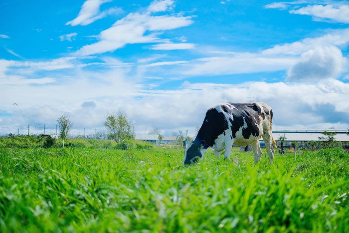 Organic - Xu hướng sống xanh khởi nguồn từ ly sữa hữu cơ tươi ngon thuần khiết - Ảnh 4