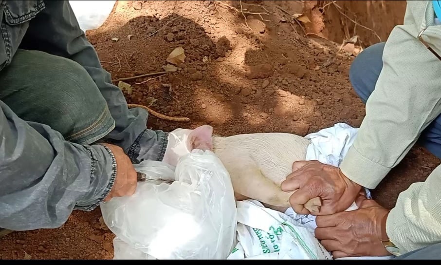 Phát hiện hố chôn lậu 138 con lợn, bốc mùi hôi thối ở Đồng Nai - Ảnh 2