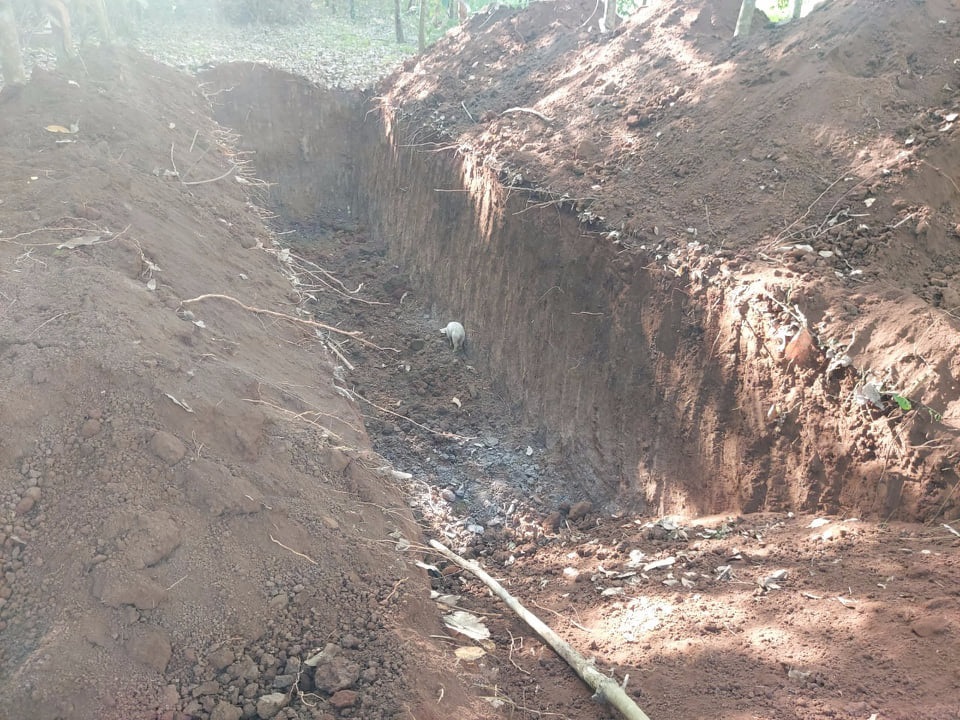 Phát hiện hố chôn lậu 138 con lợn, bốc mùi hôi thối ở Đồng Nai - Ảnh 1