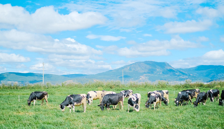 Hành trình ra mắt sữa tươi 100% organic tiêu chuẩn châu Âu đầu tiên tại Việt Nam - Ảnh 3