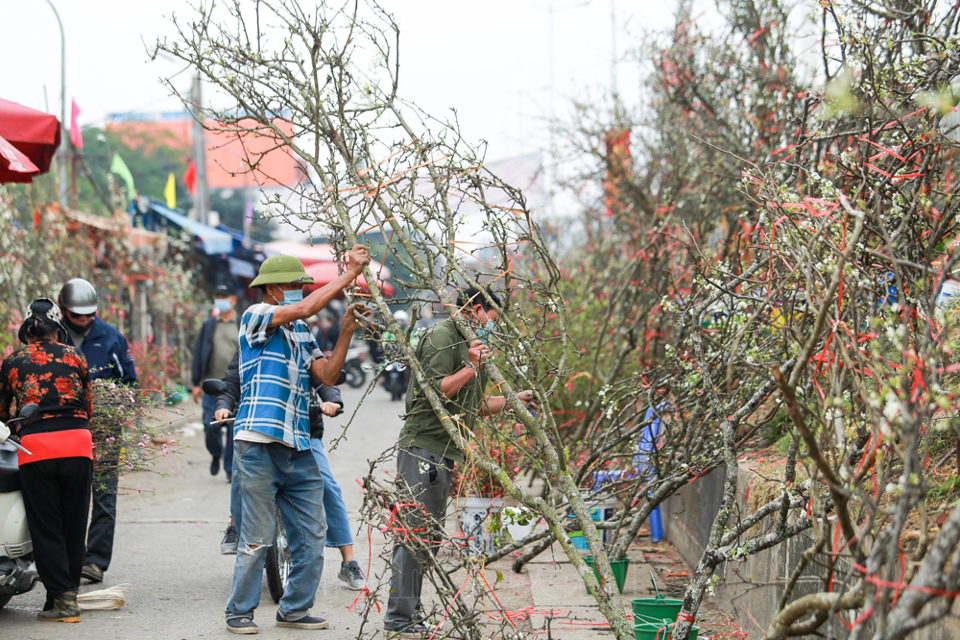 [Ảnh] Hoa lê trắng tinh khôi có giá tiền triệu khoe sắc tại Hà Nội - Ảnh 7