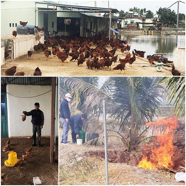 Tiêu hủy gần 1.000 con gà nhiễm cúm gia cầm H5N6 - Ảnh 1