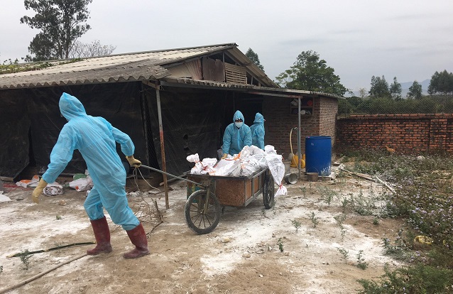 Phát hiện ổ cúm gia cầm H5N6 tại Quảng Ninh - Ảnh 1