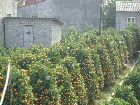 Mô tả ảnh.