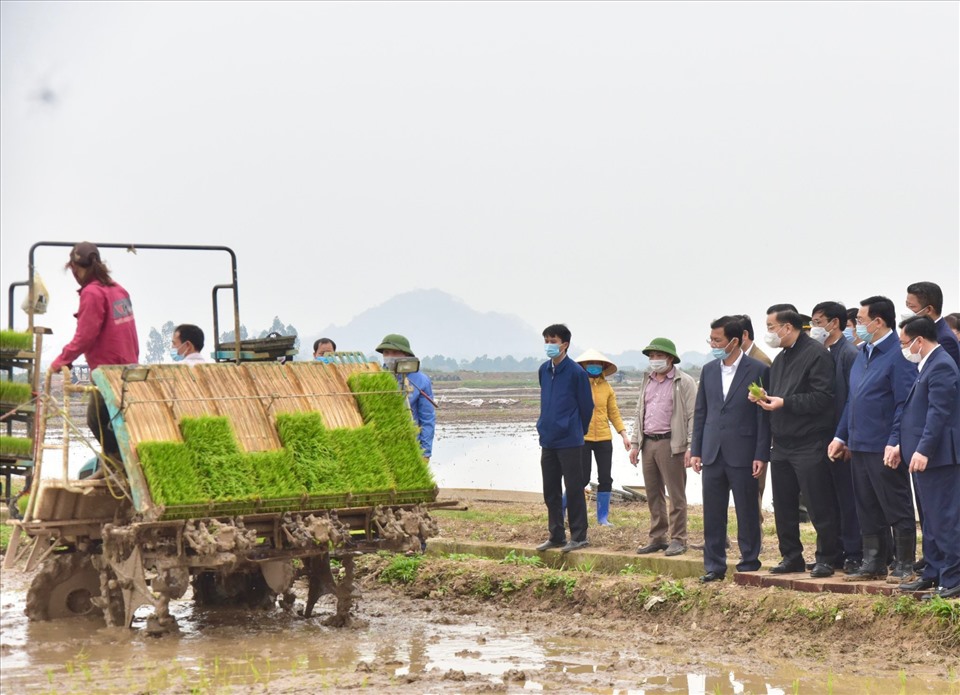Huyện Thạch Thất: Hoàn thành trên 80% diện tích gieo trồng lúa vụ Xuân Hè - Ảnh 1