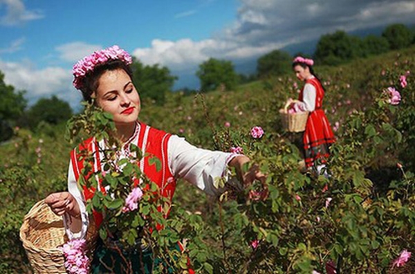 Nghiên cứu trồng thử nghiệm giống hoa hồng đặc sắc của Bulgaria tại Hà Nội - Ảnh 1