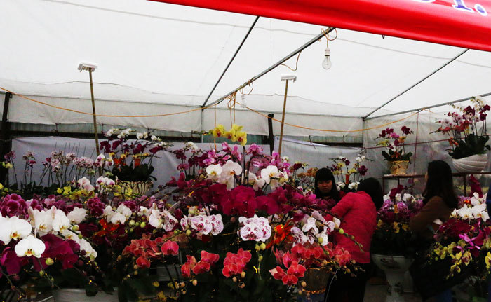 Hà Nội, thị trường hoa lan bắt đầu sôi động - Ảnh 2
