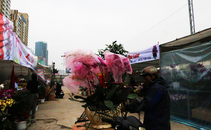 Hà Nội, thị trường hoa lan bắt đầu sôi động - Ảnh 3