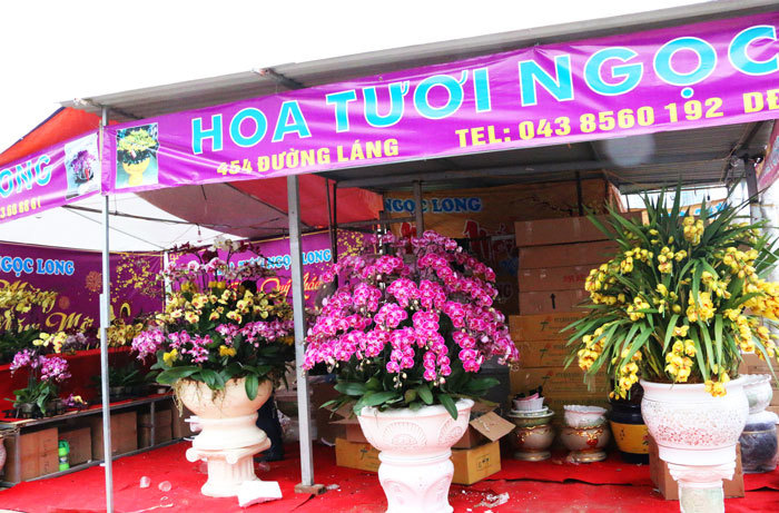 Hà Nội, thị trường hoa lan bắt đầu sôi động - Ảnh 8