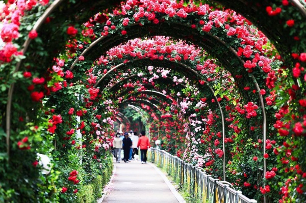 Hơn 300 loài hoa hồng sẽ khoe sắc tại công viên Thống nhất dịp 8/3 - Ảnh 1