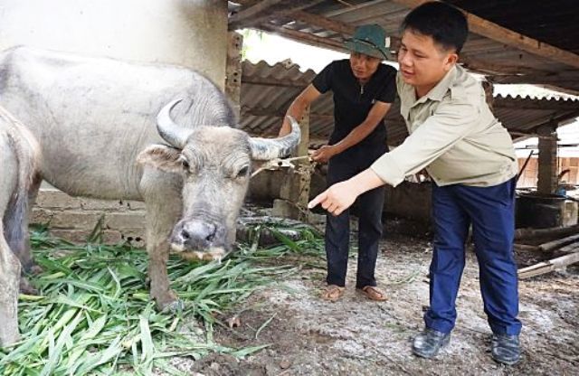 Cận Tết Tân Sửu, lo nguy cơ bùng phát dịch lở mồm long móng - Ảnh 1