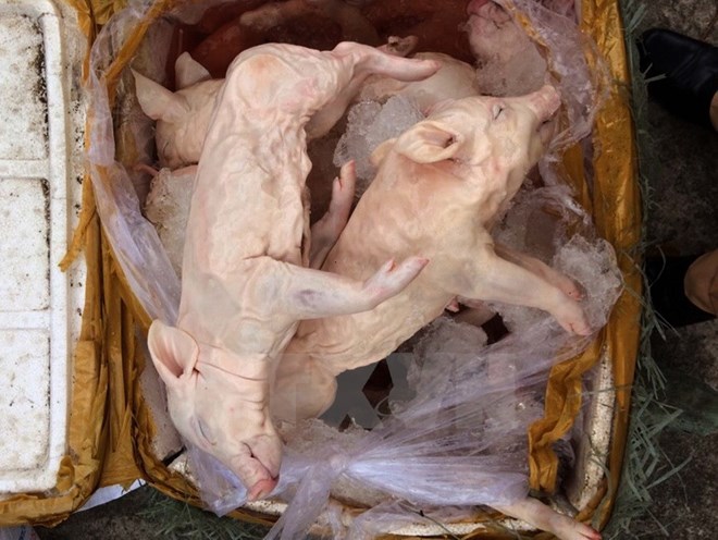 Hàng trăm con lợn sữa chưa qua kiểm dịch suýt vào TP Hồ Chí Minh - Ảnh 1