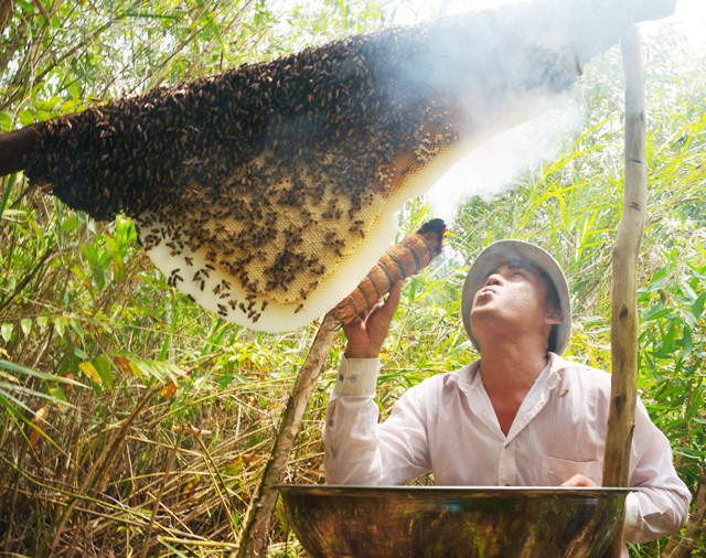 Cà Mau: Đề nghị đưa 270 thùng ong nuôi ra khỏi rừng U Minh Hạ - Ảnh 1